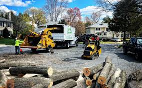 Best Root Management and Removal  in Rome, GA