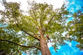 Best Lot and Land Clearing  in Rome, GA