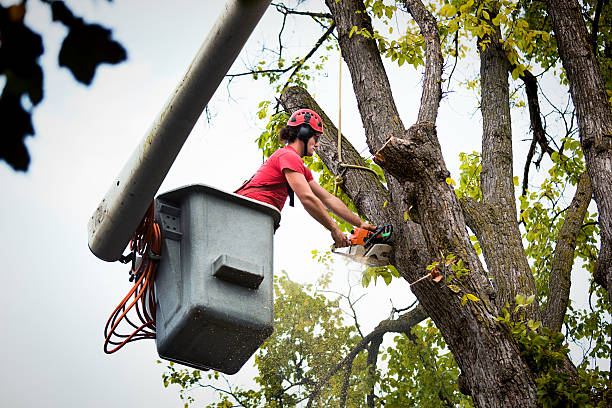 Best Commercial Tree Services  in Rome, GA