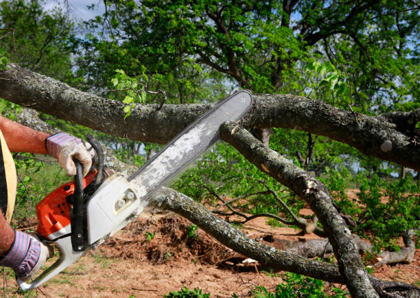 Best Lawn Dethatching  in Rome, GA