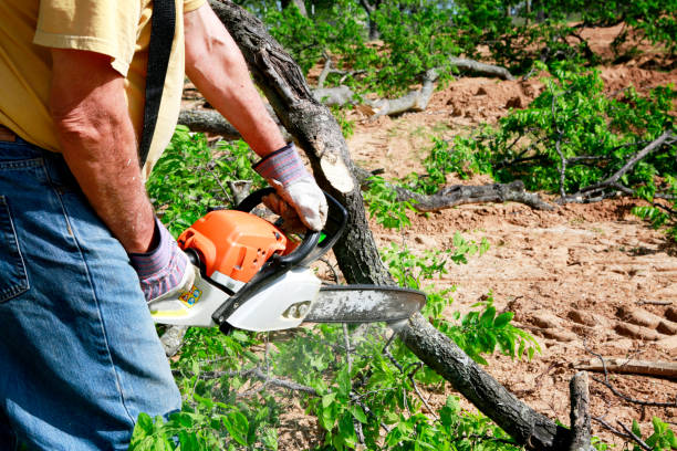 Best Tree Health Inspection  in Rome, GA